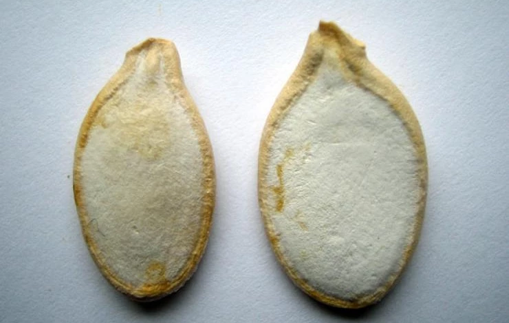 семена мускатной тыквы