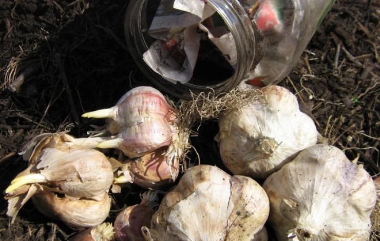 как посадить чеснок чтобы не вымерз