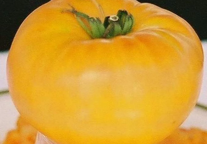 желтые сахарные