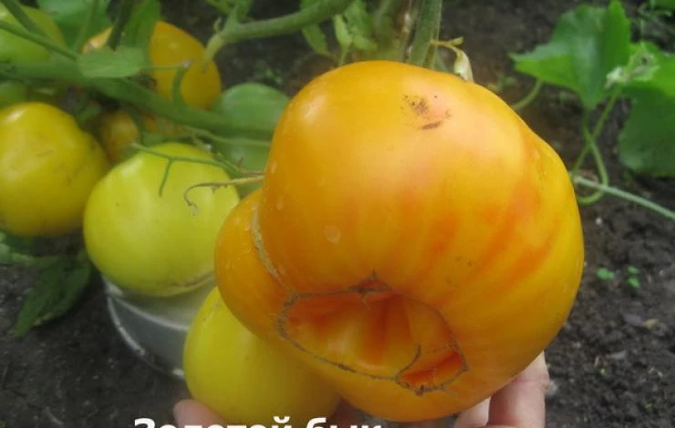 золотой бык