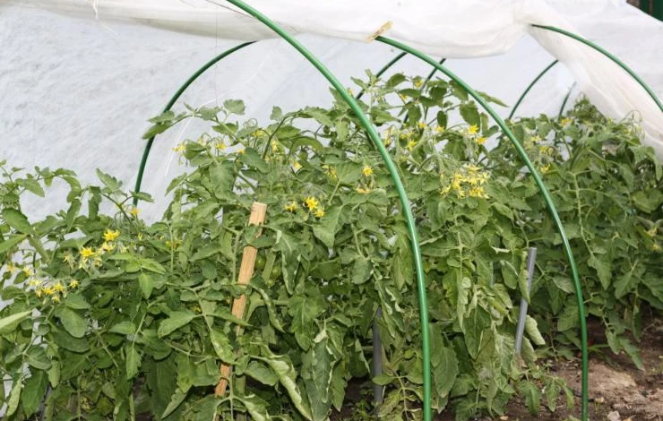 как продлить плодоношение растений