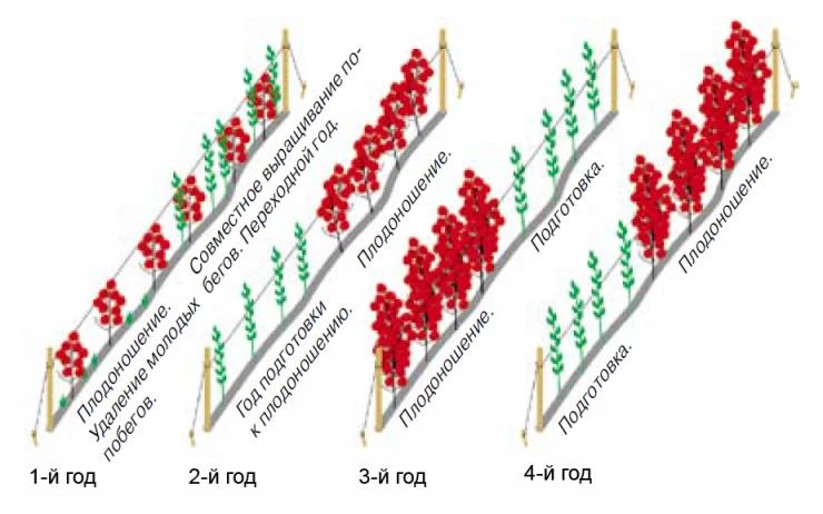 выращивание малины в два цикла