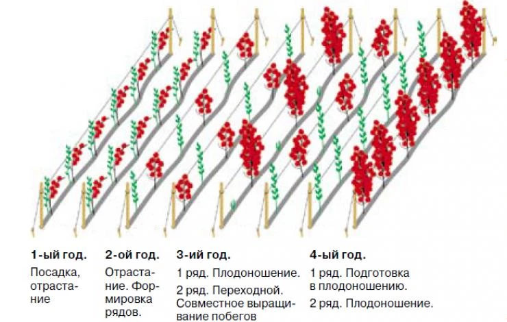 двухцикличная технология малины