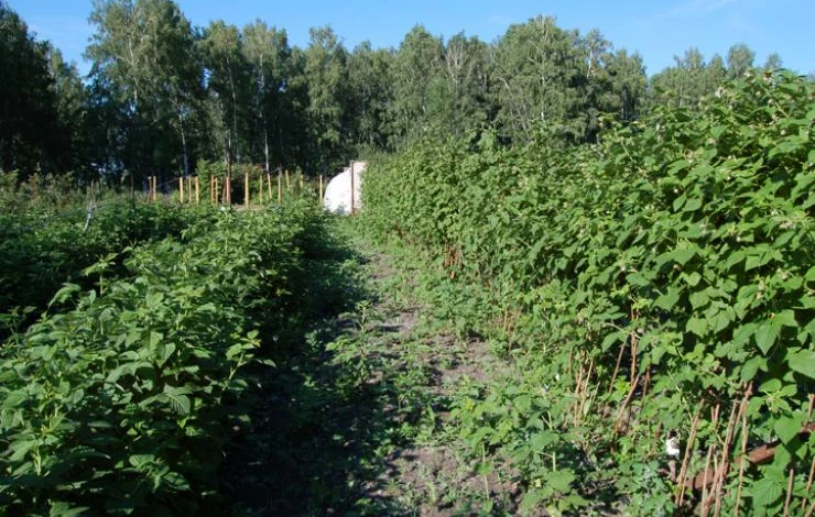 технология посадки малины