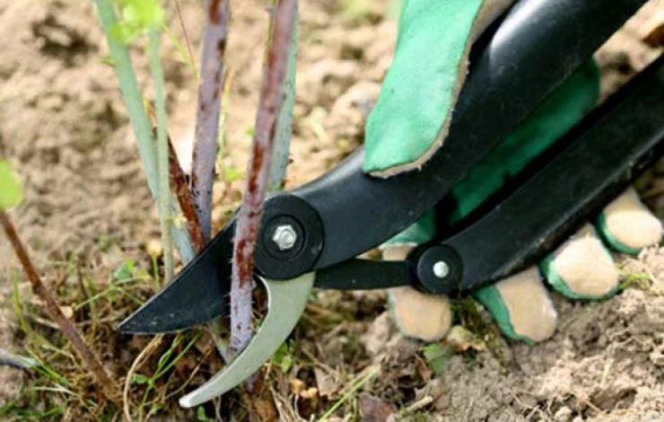 что делать в саду в октябре в сибири