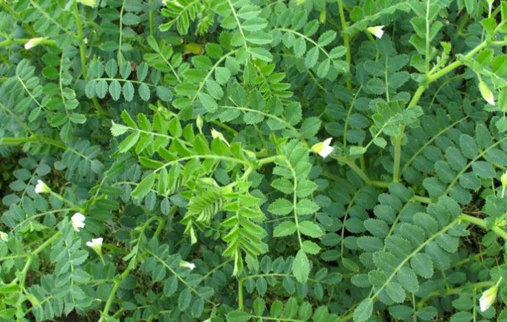 выращивание нута