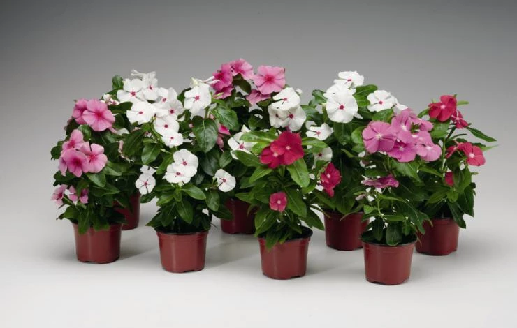 катарантус выращивание из семян