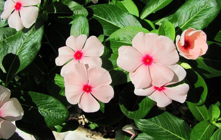 выращивание катарантуса