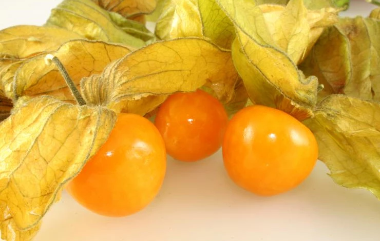 Фото: ягодный физалис Земляничный