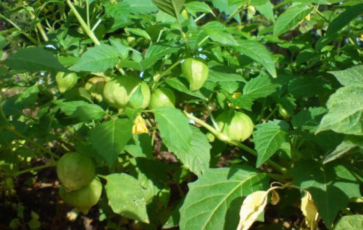 физалис в открытом грунте