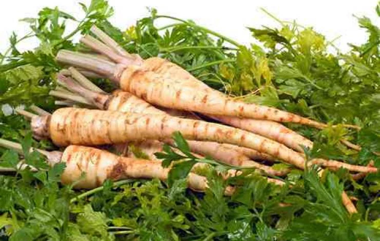 посев петрушки