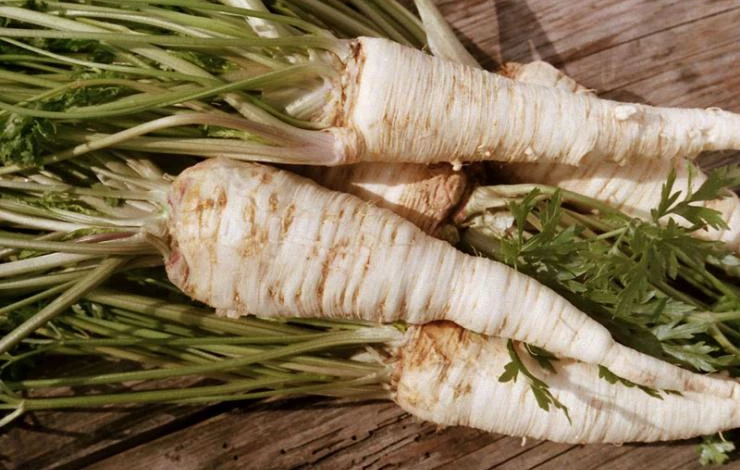 полезные свойства петрушки