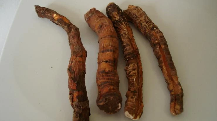 свойства бадана корня