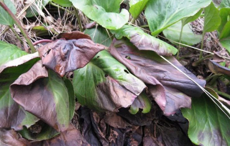 свойства листье бадана