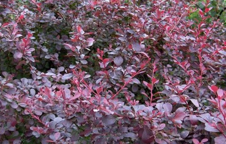 Фото: барбарис обыкновенный, форма темно-пурпуровая