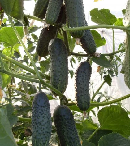 огурец F1 Эколь