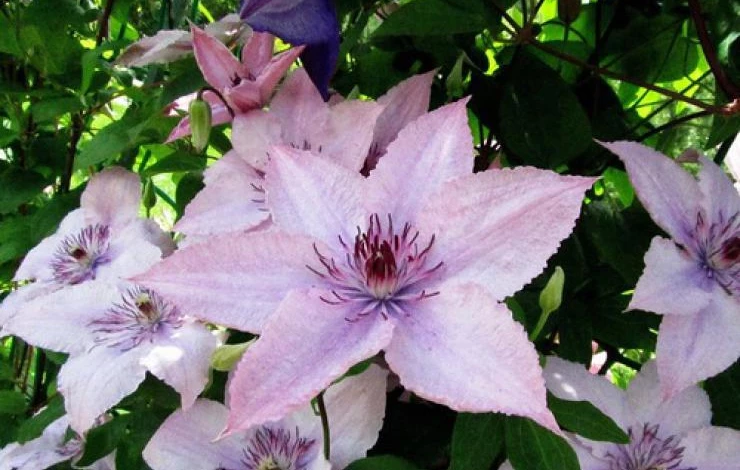 Фото: клематис Хэгли Хайбрид сорт