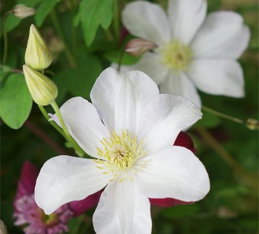 Фото: клематис Хулдин