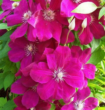 Фото: клематис Руж Кардинал сорт