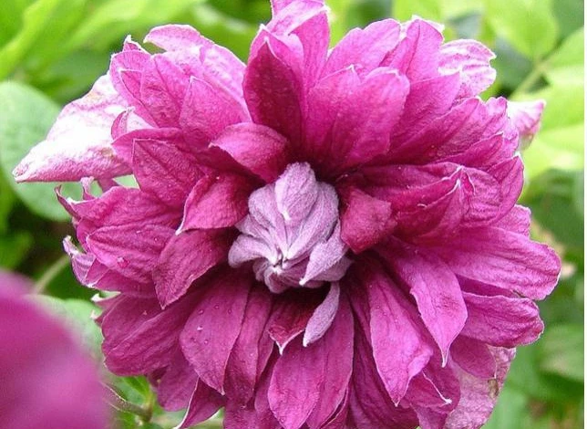 Фото: клематис Пурпуреа Плена Элеганс сорт