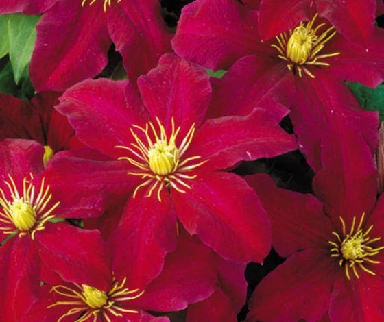 Фото: клематис Ниобе сорт