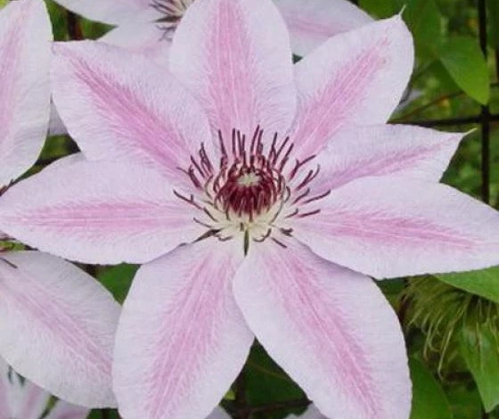 Фото: Нелли Мозер клематис сорт
