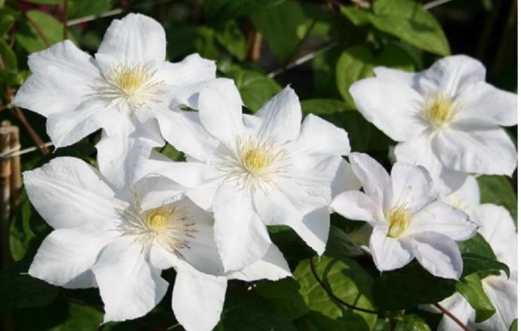 Фото: клематис Мадам ле Культр