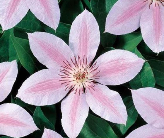 Фото: клематис Иоанн Павел II