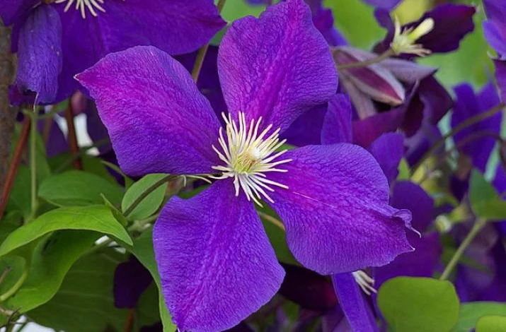 Фото: клематис Жакмана сорт