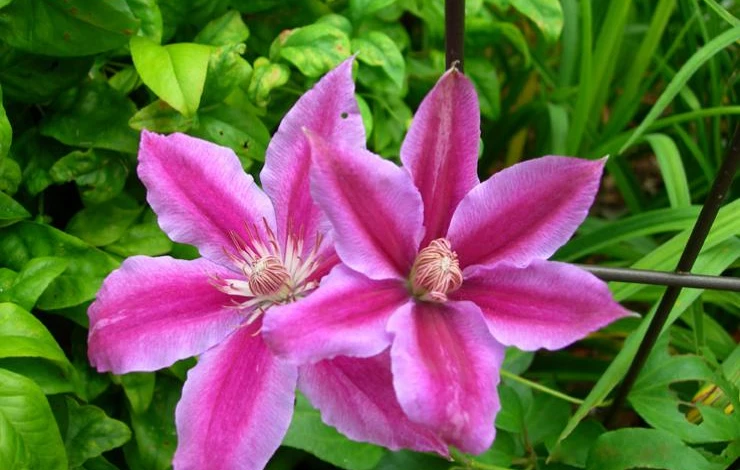 Фото: клематис Доктор Руппель