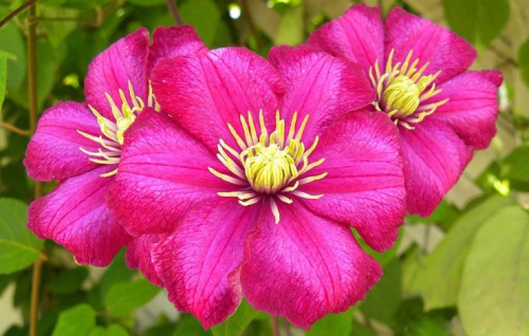 Фото: клематис Виль де Лион сорт