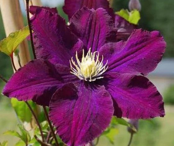 Фото: клематис Варшавска Найк