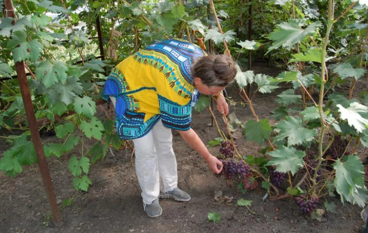 выращивание винограда в теплице