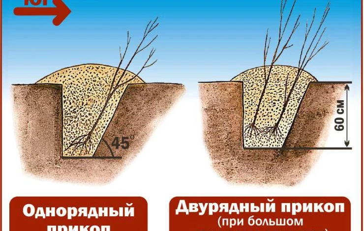 размер прикопа саженцы