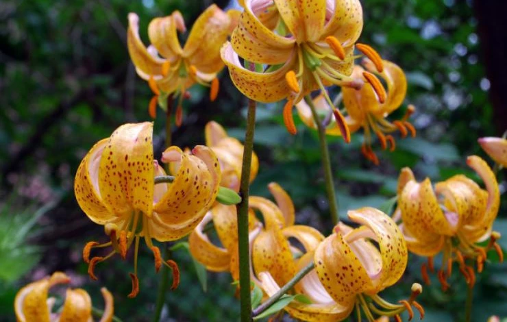 лилия мартагон описание