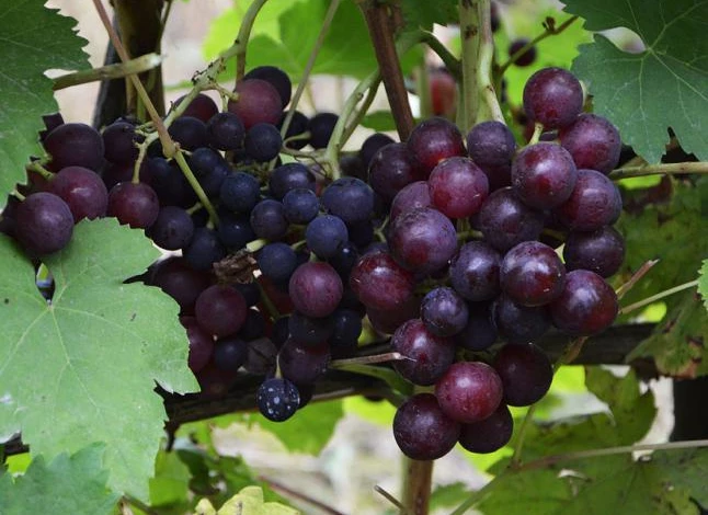 виноград в сибири для начинающих