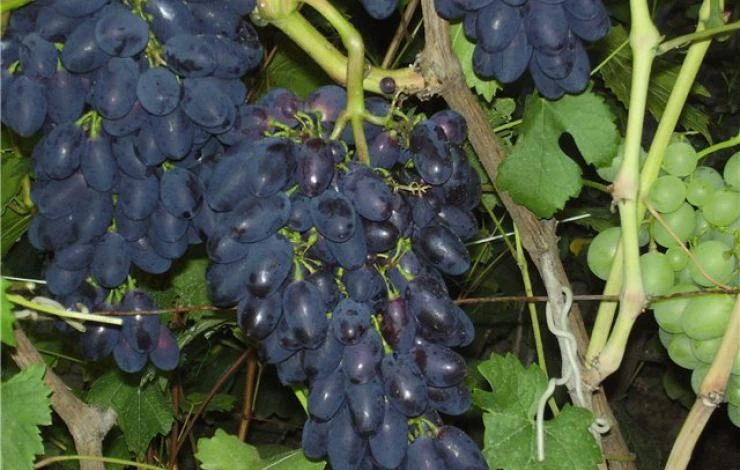 сорта винограда для сибири
