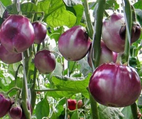 сорта баклажанов для средней полосы