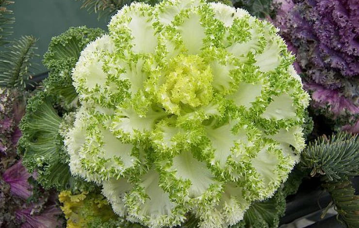 декоративная капуста Осака белый