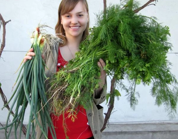 урожай зелени на теплых грядках