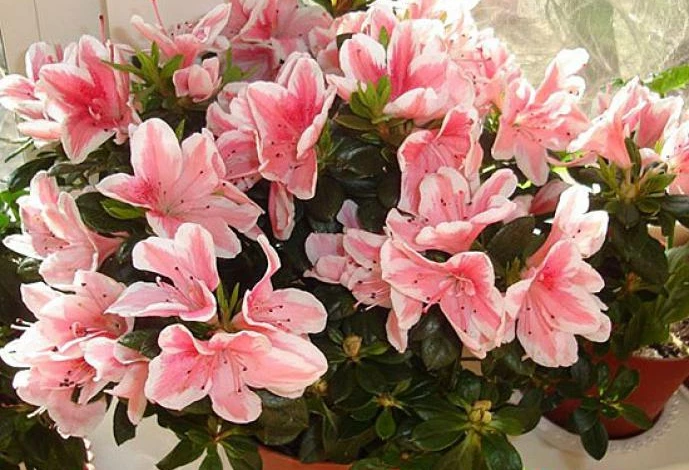 азалия в домашних условиях