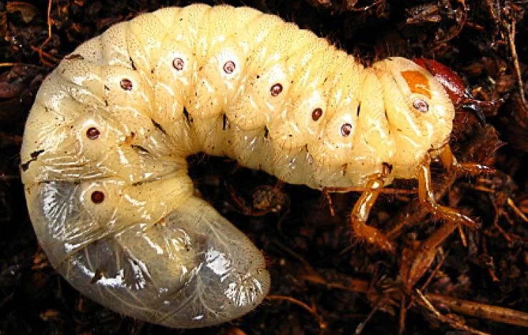 Фото: хрущ (личинка майского жука)