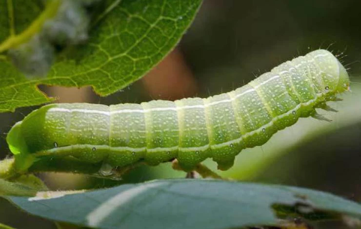Фото: гусеница бабочки совки