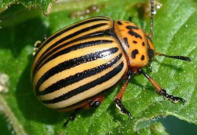 Фото: колорадский жук