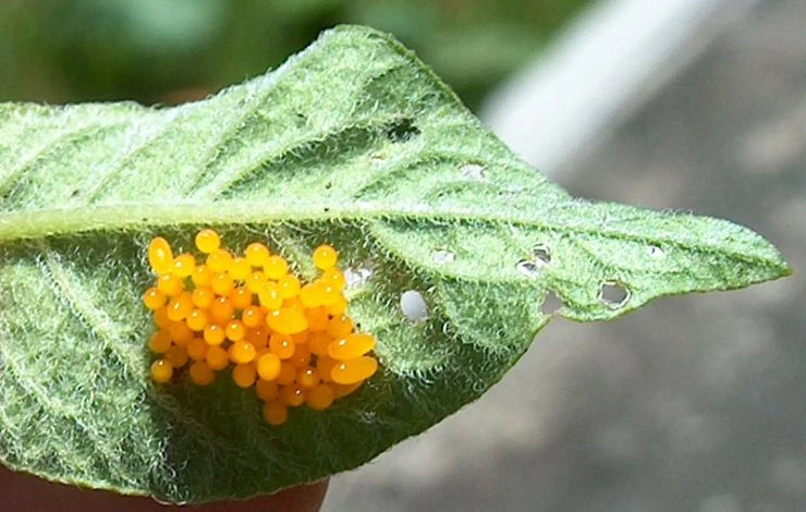 Фото: кладка яиц колорадского жука