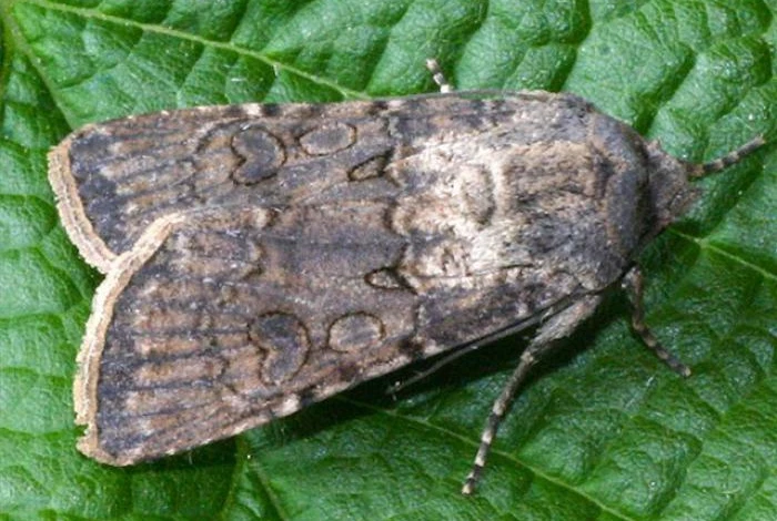 Фото: бабочка совка