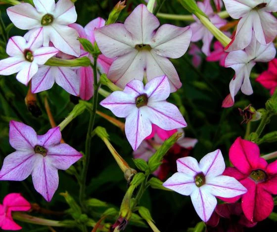 Фото: табак Крылатый