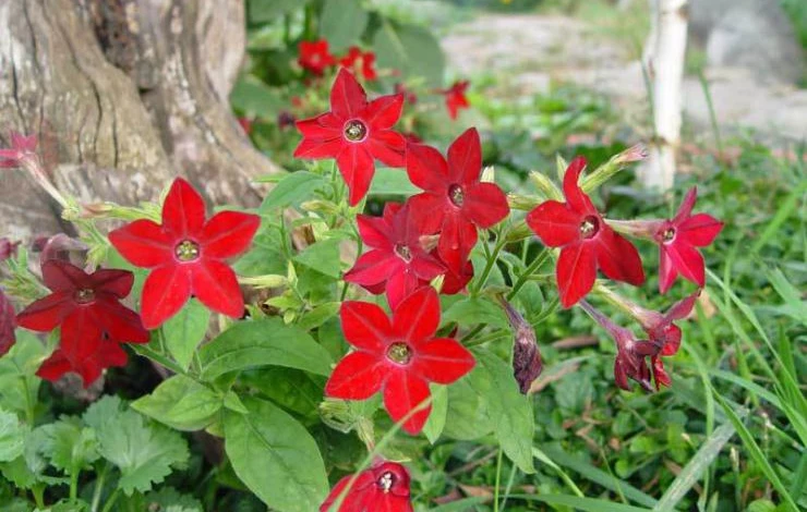 Фото: табак Сандер