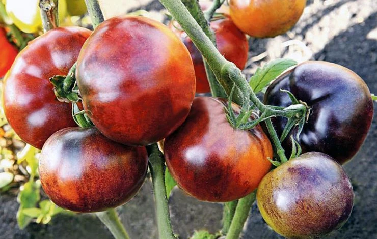 Фото: томаты гибрид Иван-да-Марья