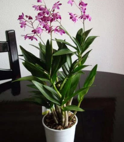 Фото: орхидея дендробиум Кинга